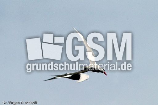 Seeschwalbe (2 von 7).jpg